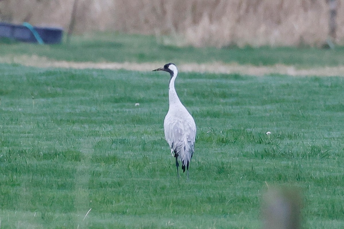 Common Crane - ML646274652