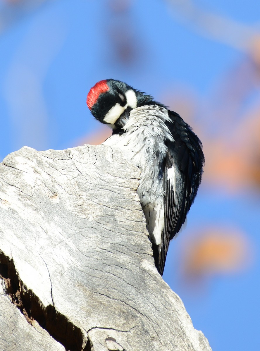 eikespett - ML646274657