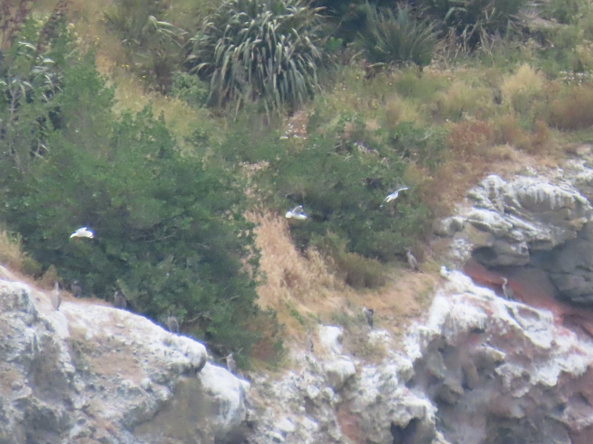 hvithalsflekkskarv - ML646274658