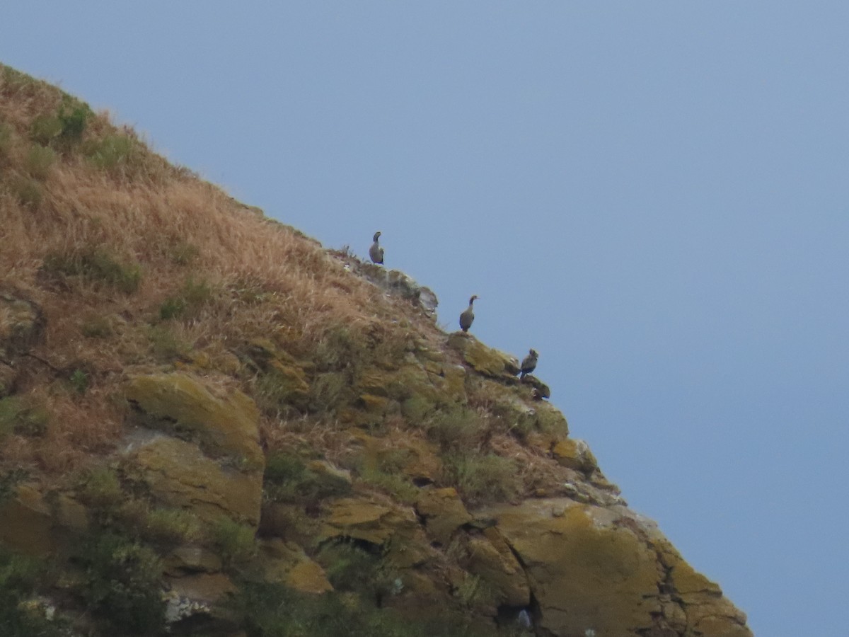 hvithalsflekkskarv - ML646274659