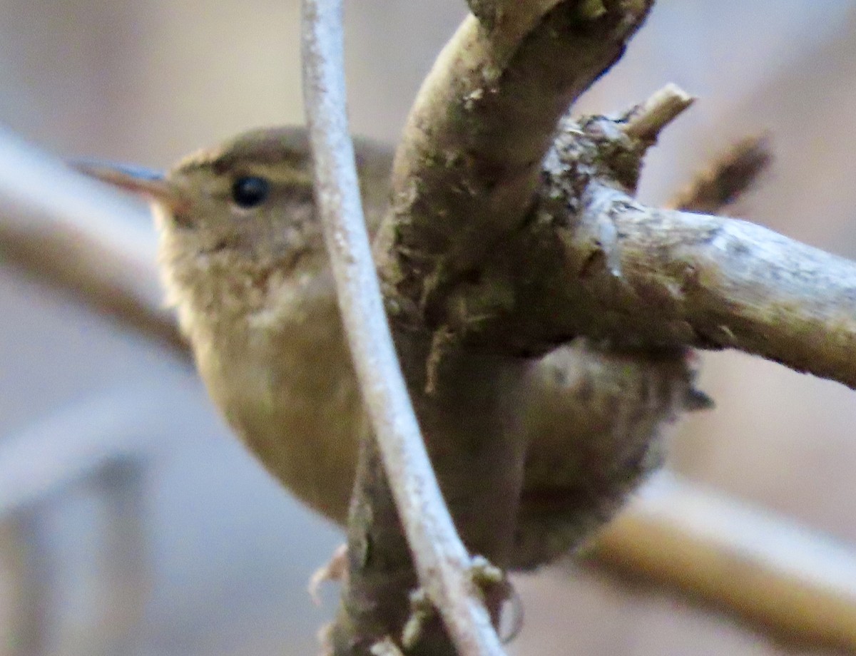 barsmett - ML646274660