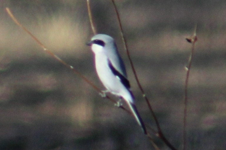 amerikavarsler - ML646274663