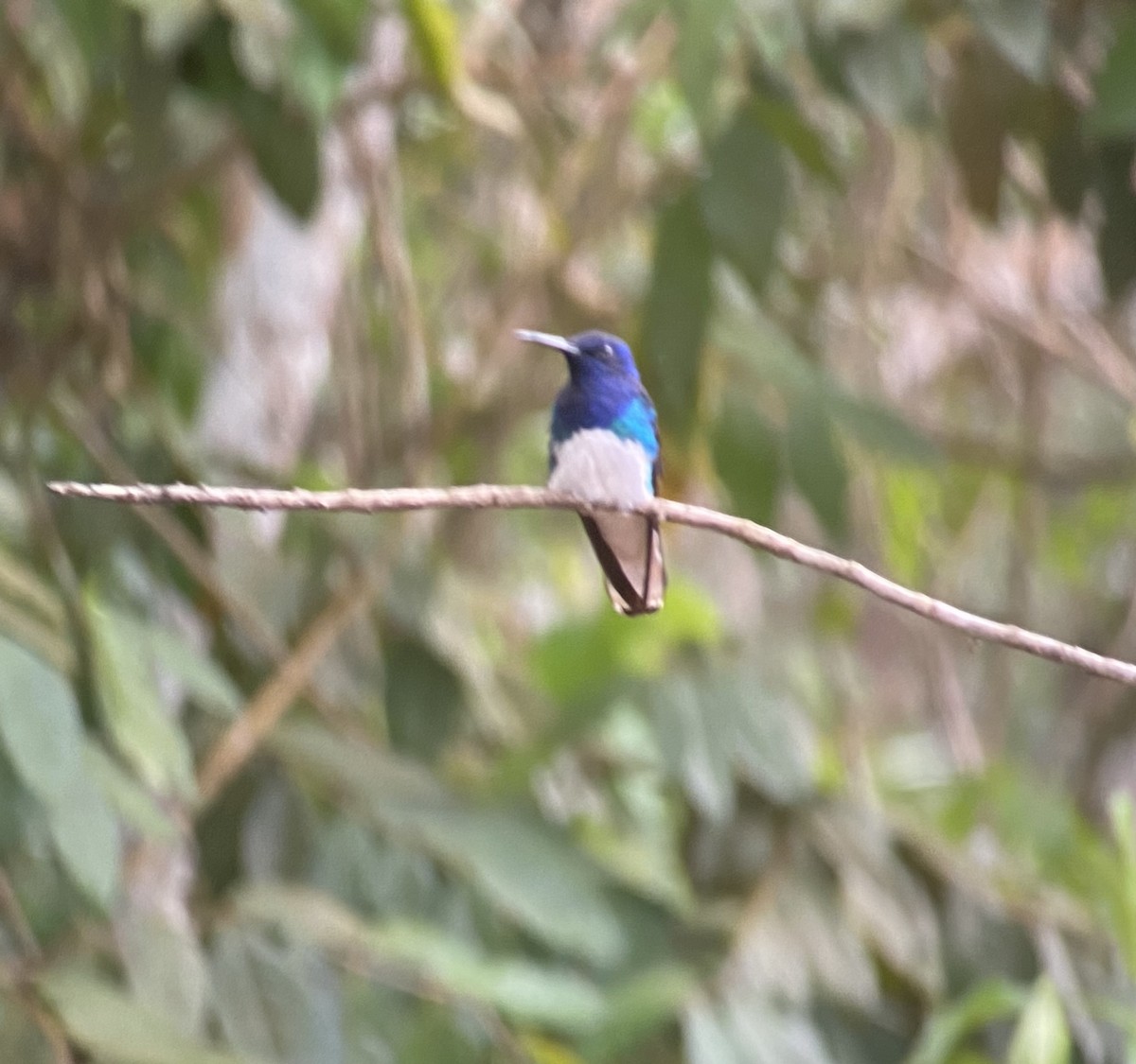 hvitnakkekolibri - ML646274664