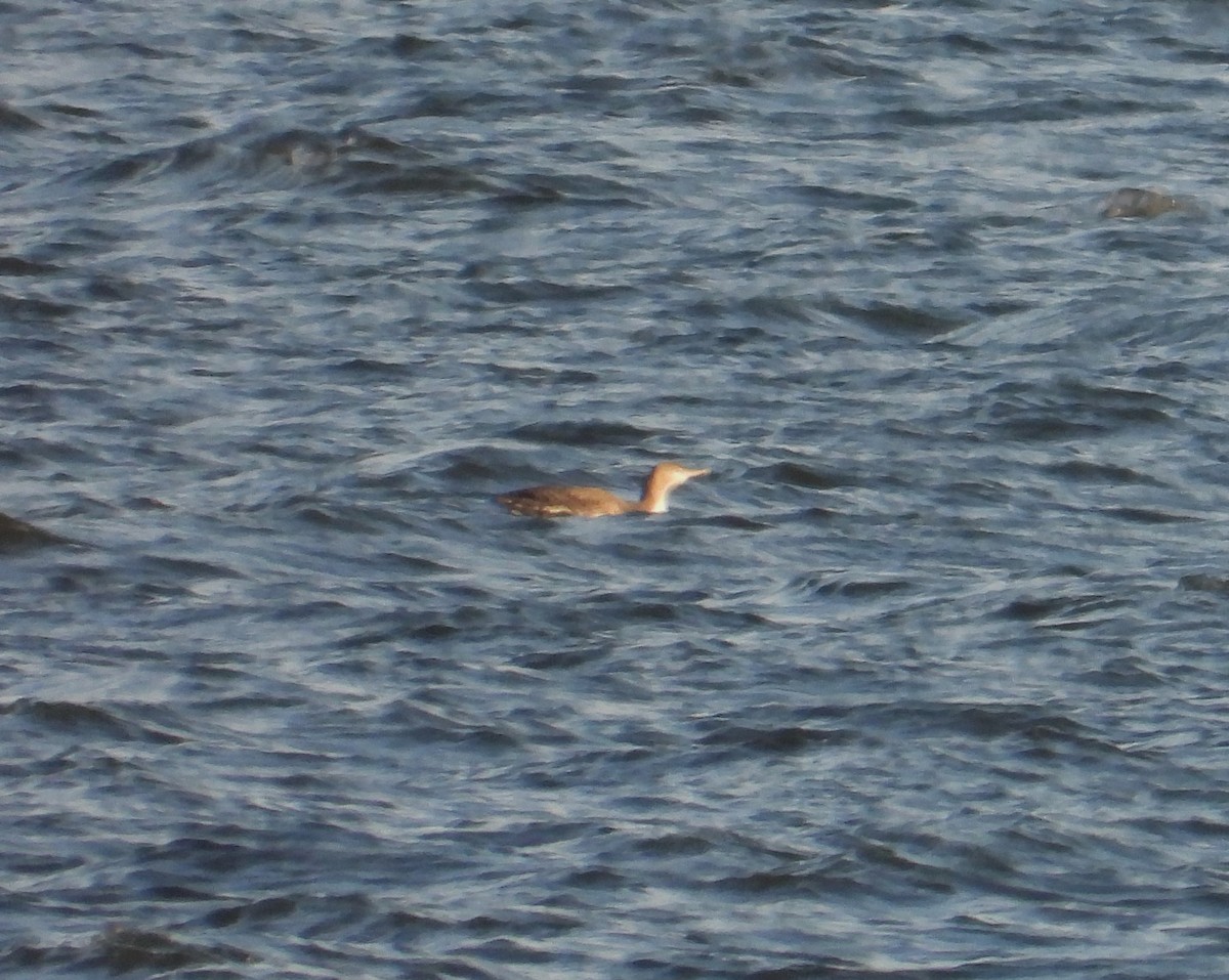 Red-throated Loon - ML646274667