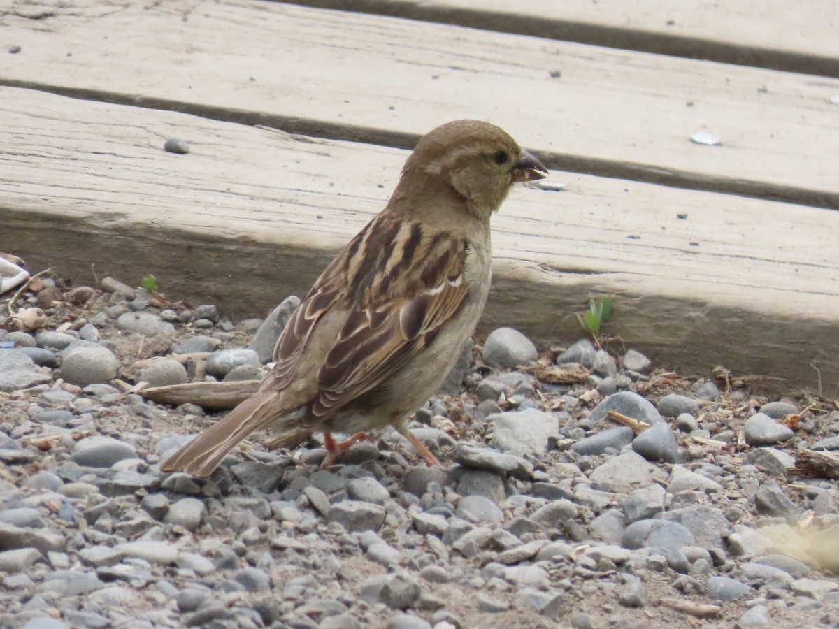 gråspurv - ML646274669