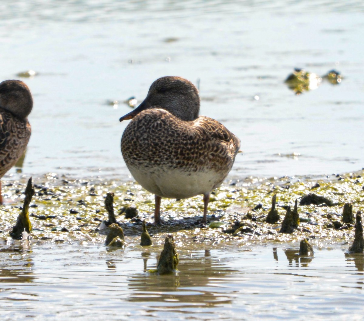 Gadwall - ML646274671