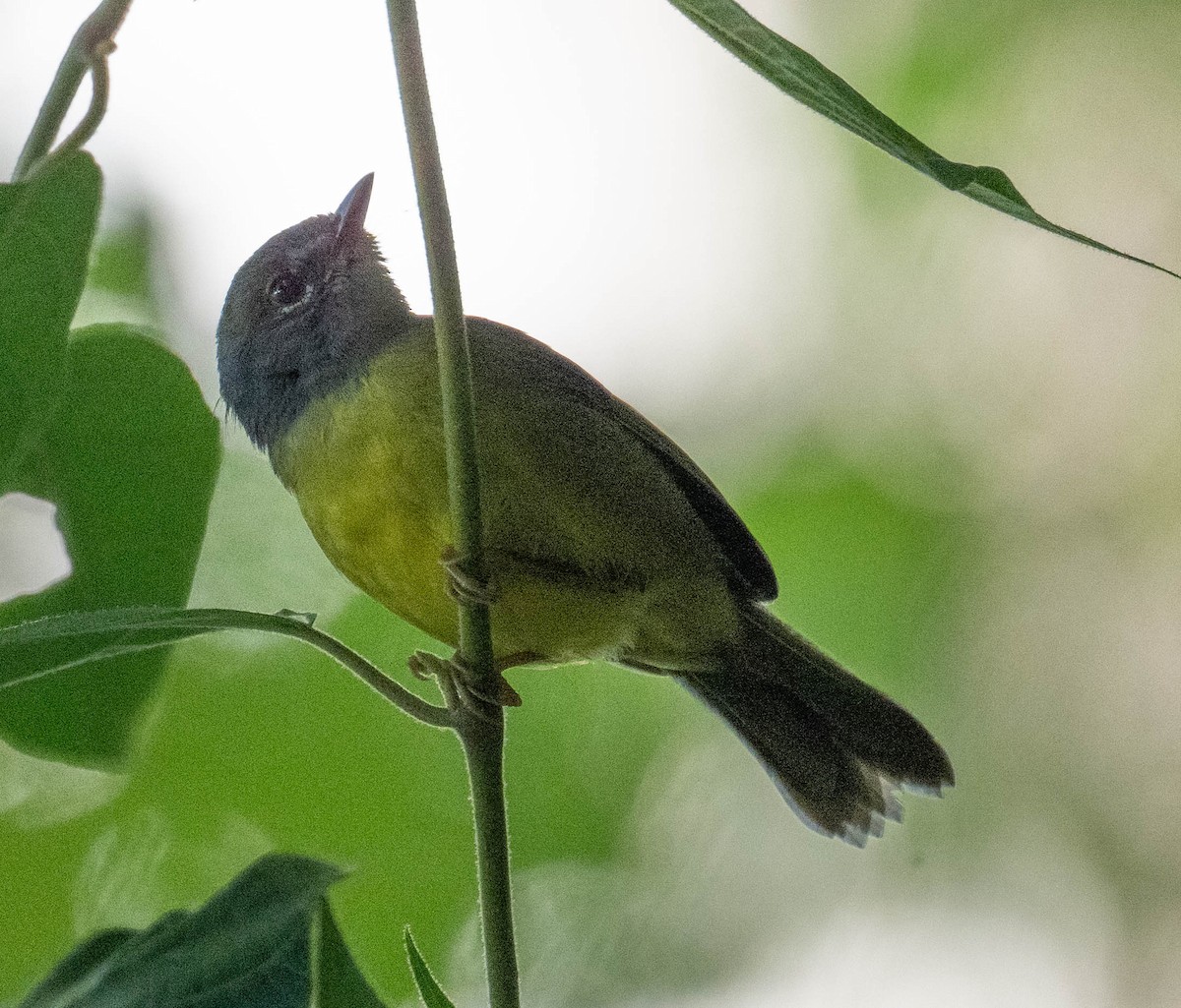 brilleparula - ML646274672