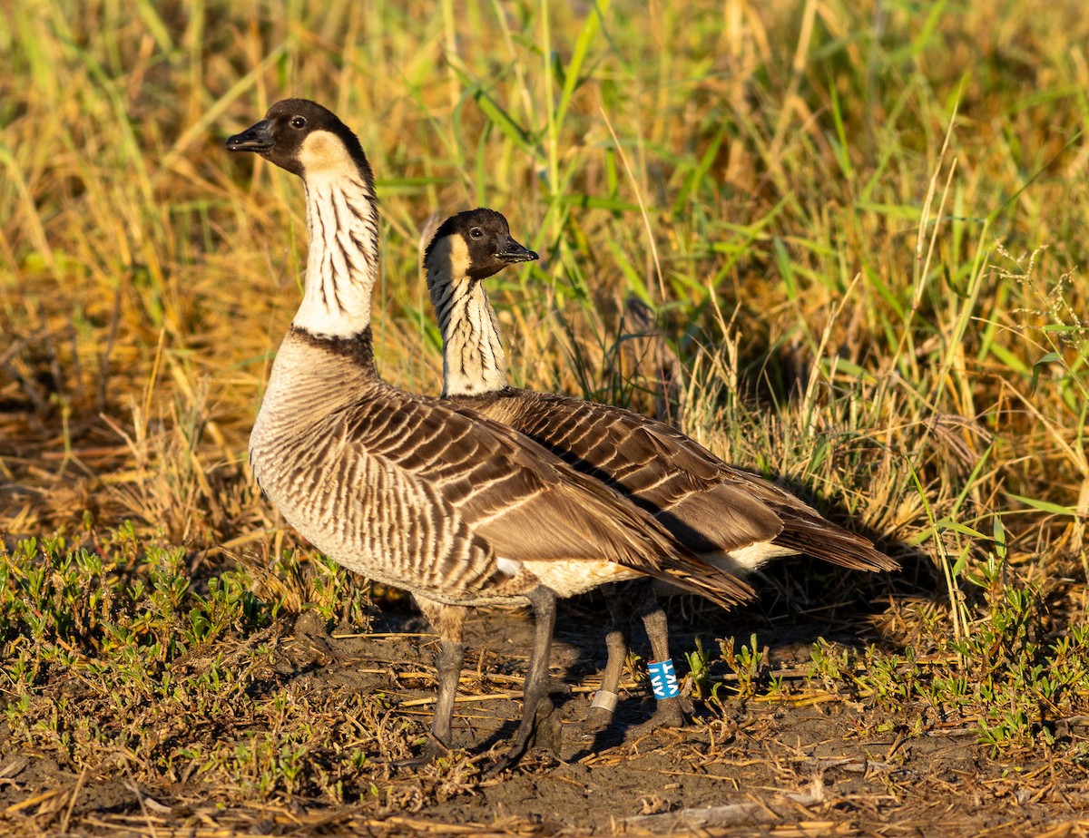 hawaiigås - ML646274673