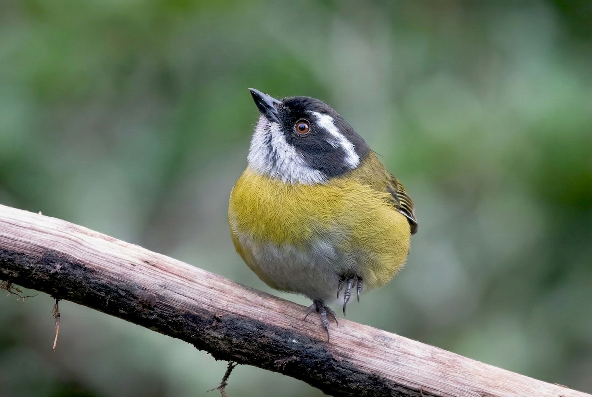 bredbryntanagarspurv - ML646274674