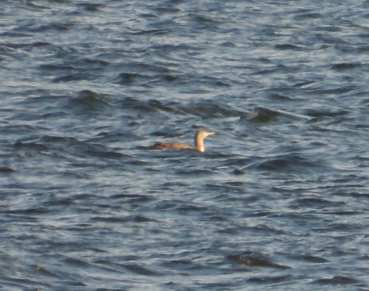 Red-throated Loon - ML646274676