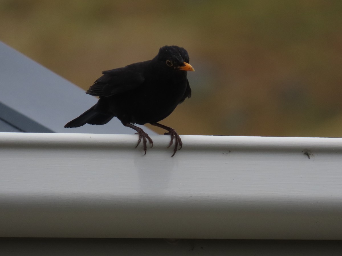 svarttrost - ML646274677