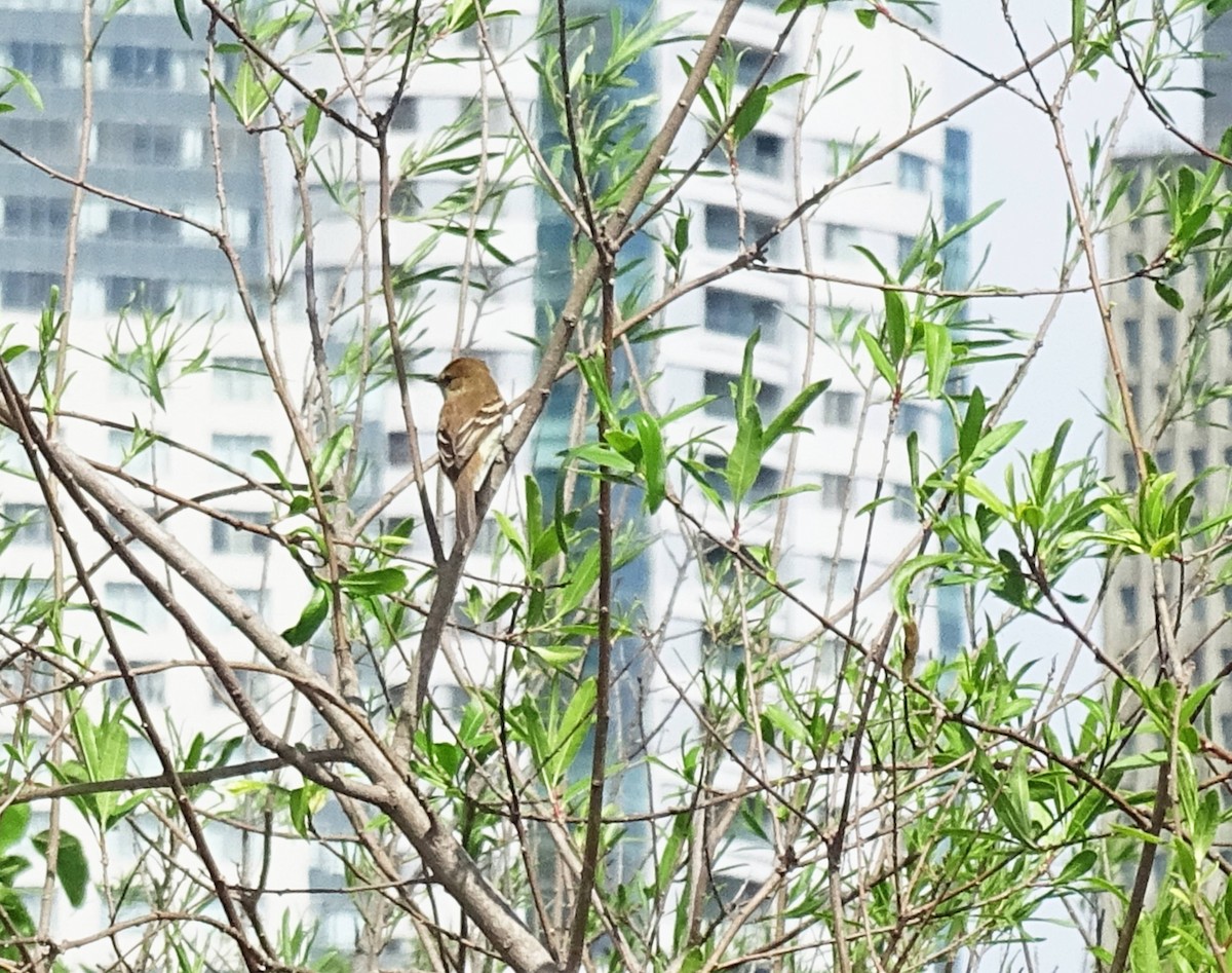 kjerrtyrann - ML646274679