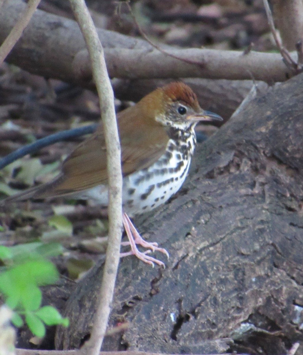 flekkskogtrost - ML646274680