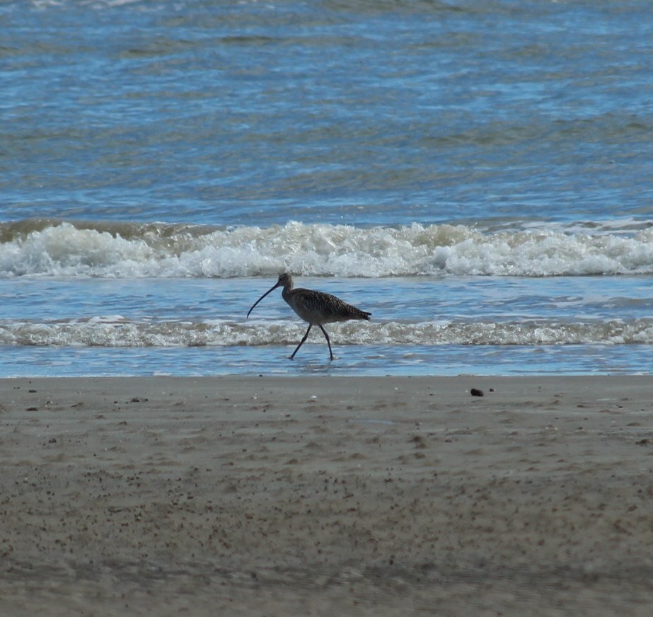 langnebbspove - ML646274681