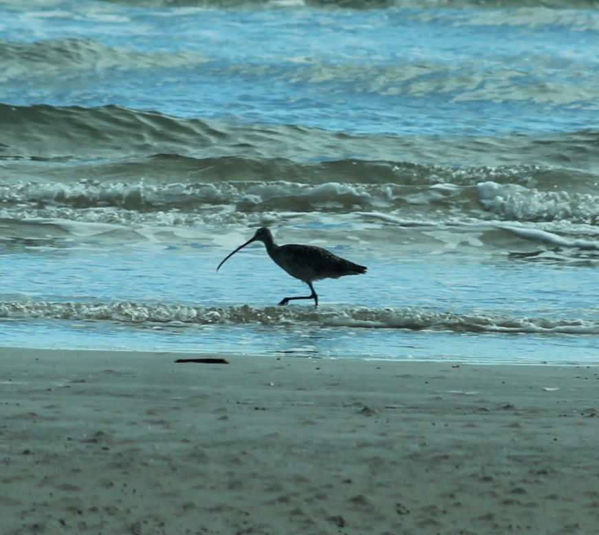 langnebbspove - ML646274682