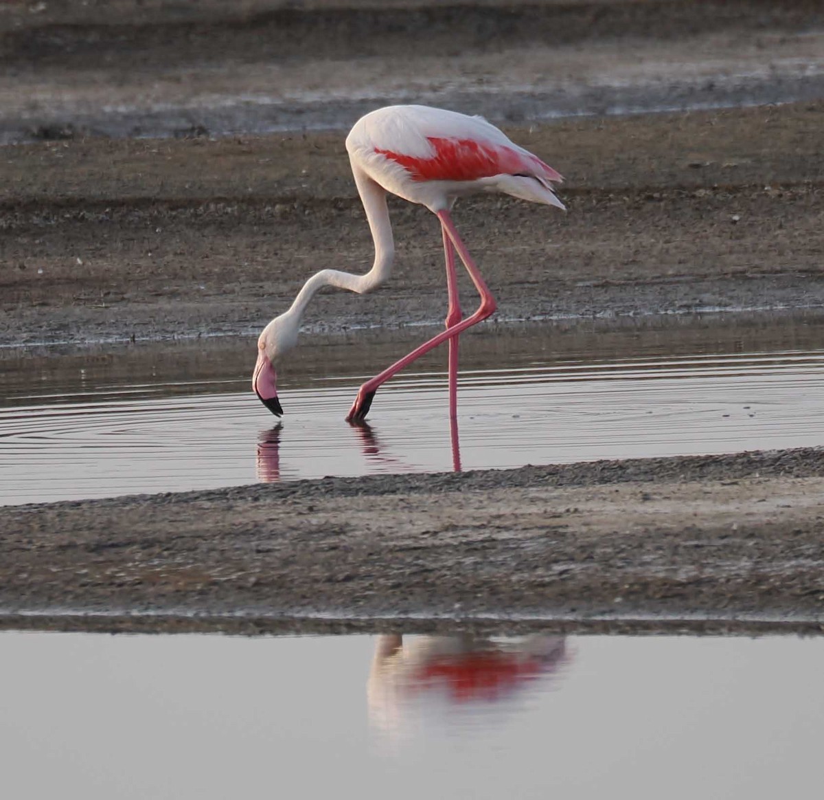 rosenflamingo - ML646274683