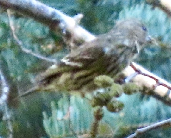 stripesisik - ML646274684