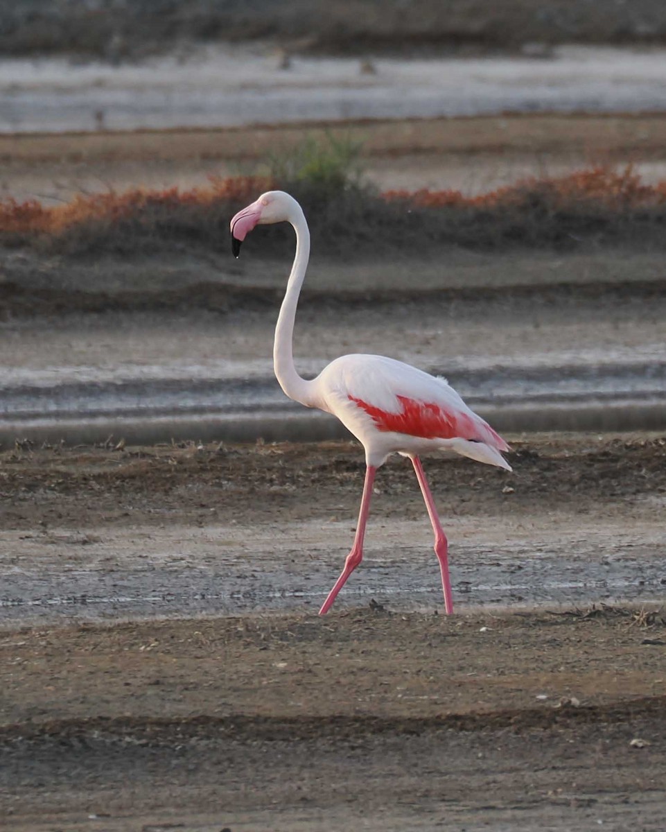 rosenflamingo - ML646274685
