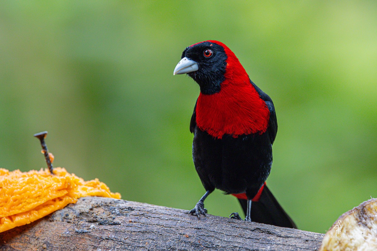 rødkragetanagar - ML646274686