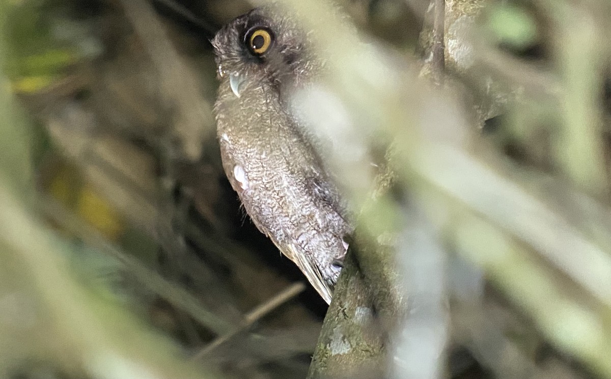 tropeugle - ML646274687