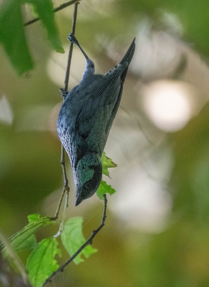 turkisbrysttanagar - ML646274688