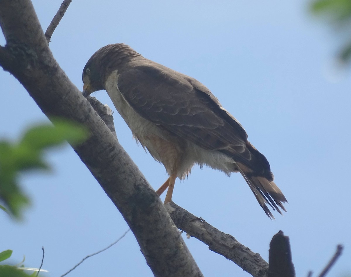 veivåk - ML646274689