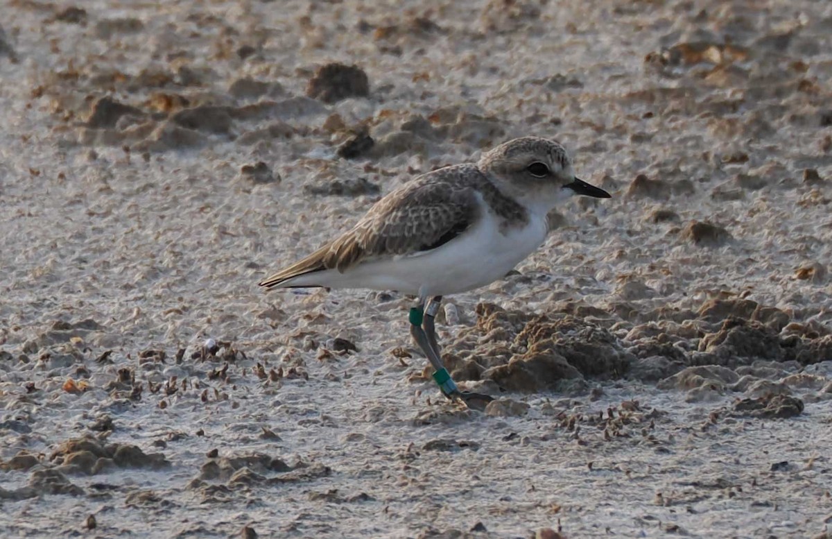 hvitbrystlo - ML646274690