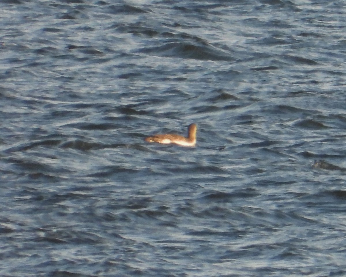 Red-throated Loon - ML646274691