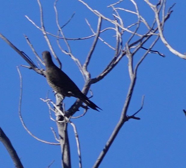 Northern Flicker - ML646274710