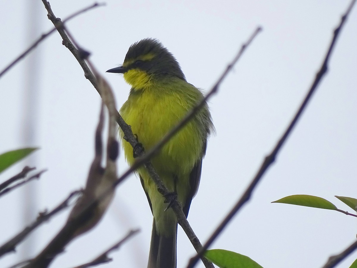 Сатрапа - ML646274713