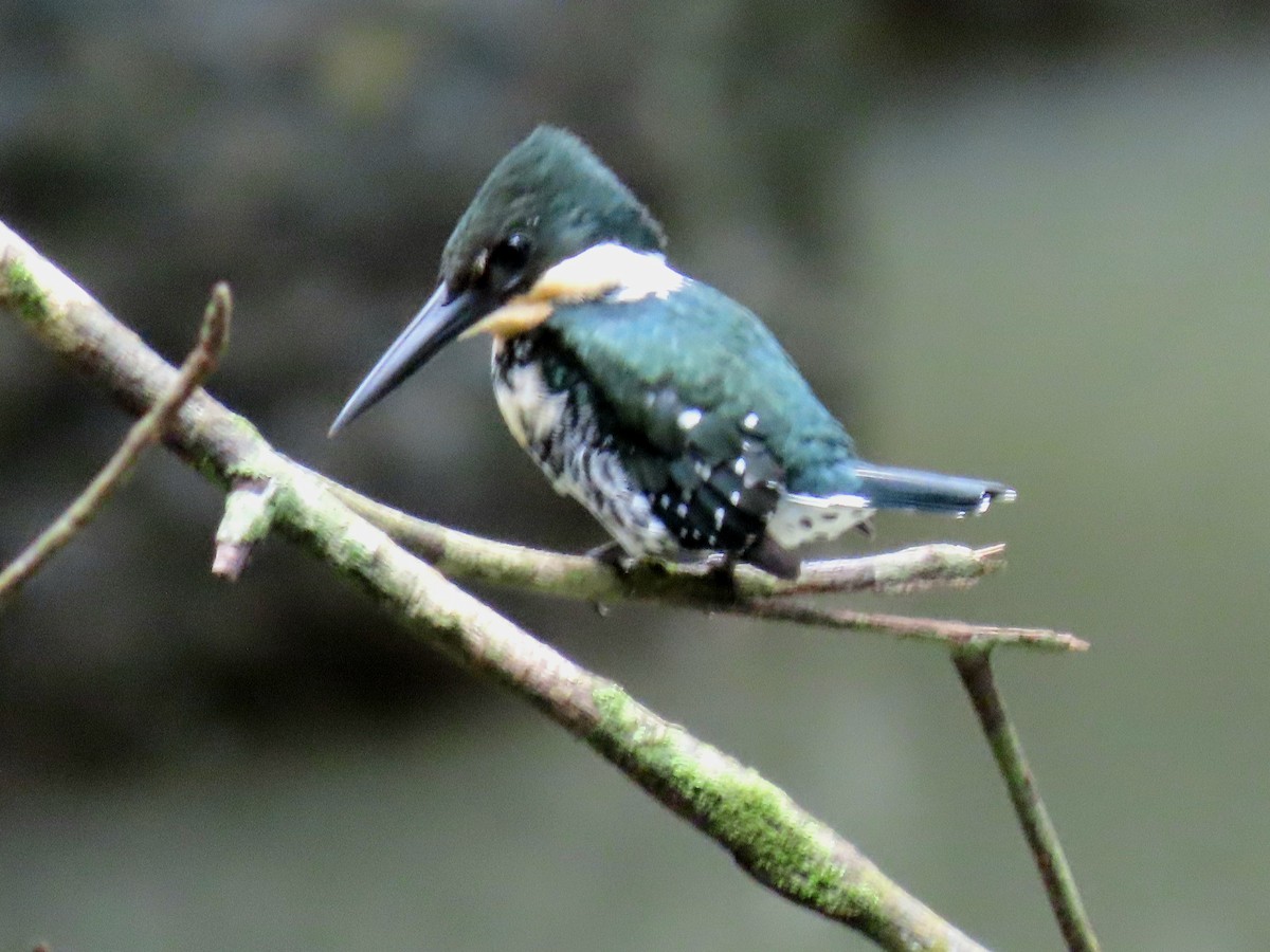 Рибалочка зелений - ML646274715