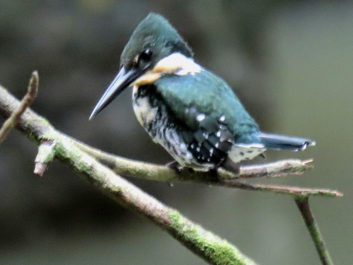 Рибалочка зелений - ML646274716