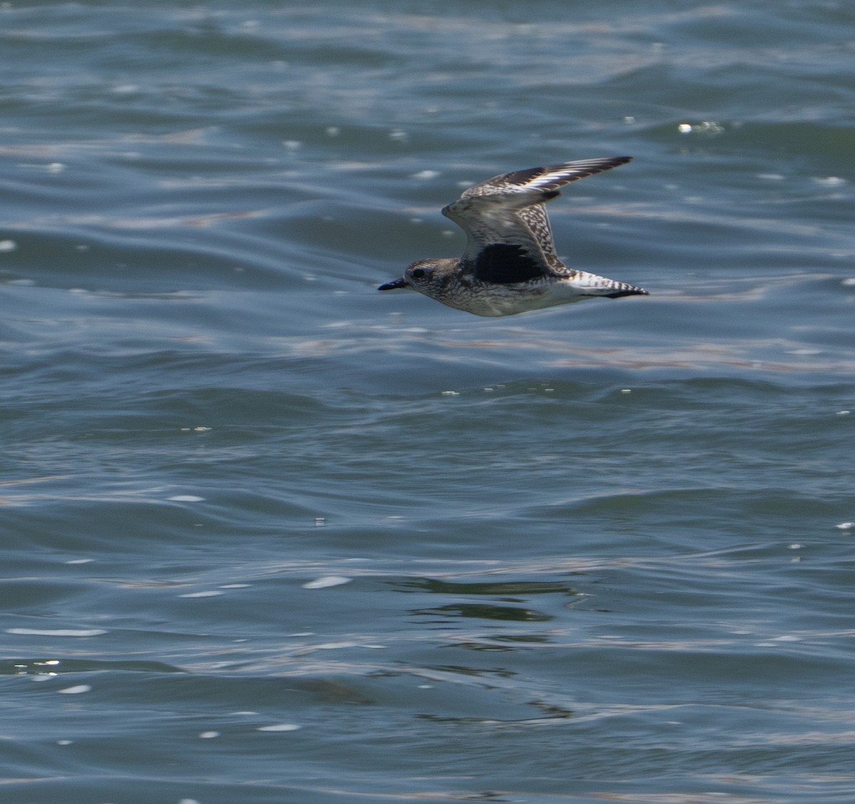 Сивка морська - ML646274717