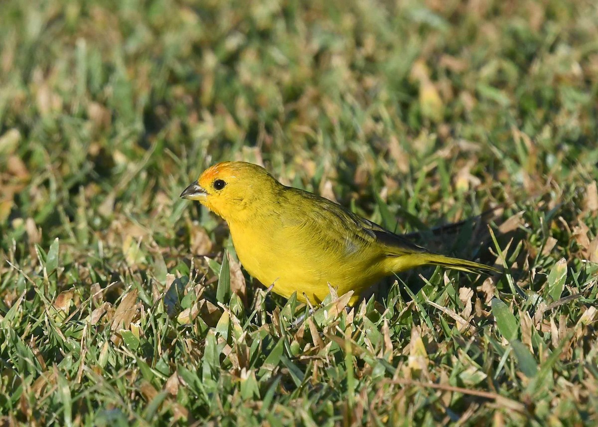 Посвірж золотоголовий - ML646274719