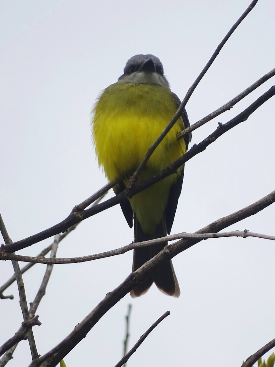 Тиран тропічний - ML646274720