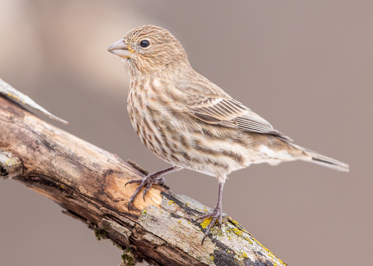 Чечевиця садова - ML646274721