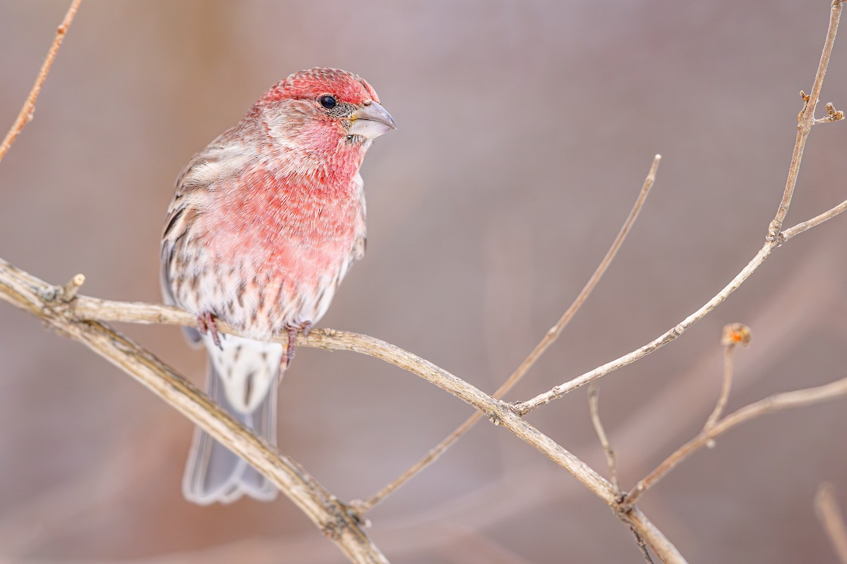 Чечевиця садова - ML646274722