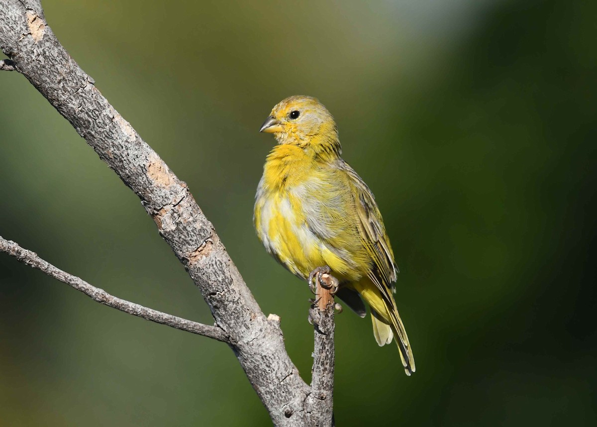 Посвірж золотоголовий - ML646274724