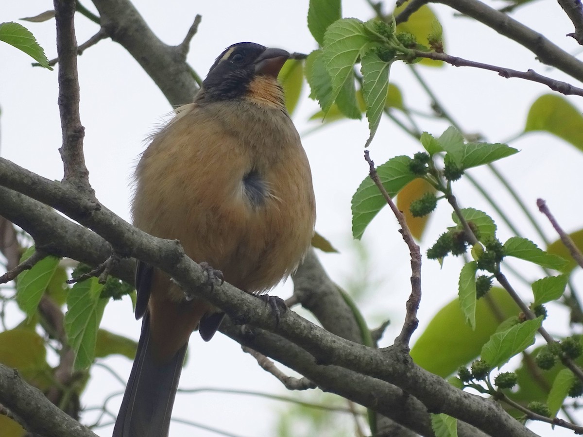 Зернолуск золотодзьобий - ML646274726