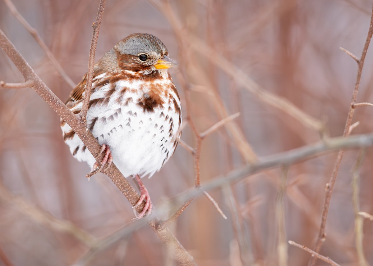Пасовник рябогрудий - ML646274727