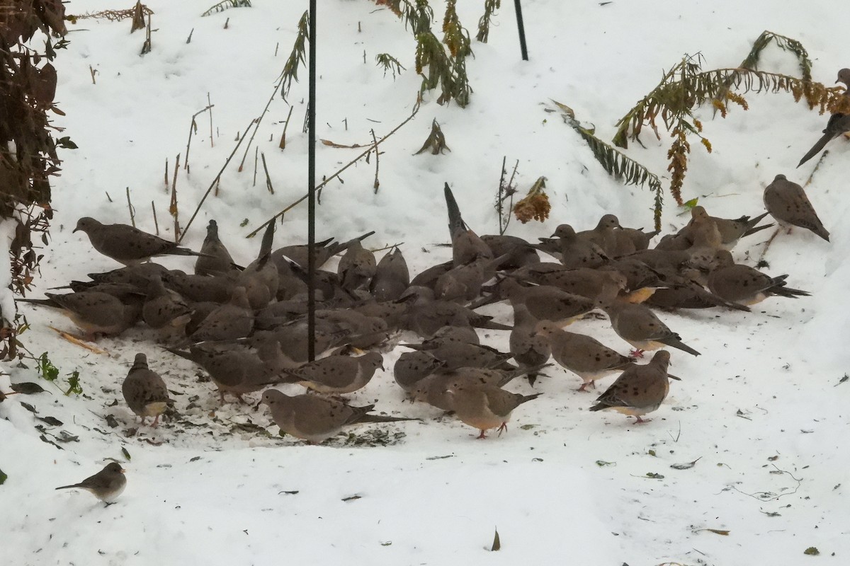 Зенаїда північна - ML646274728