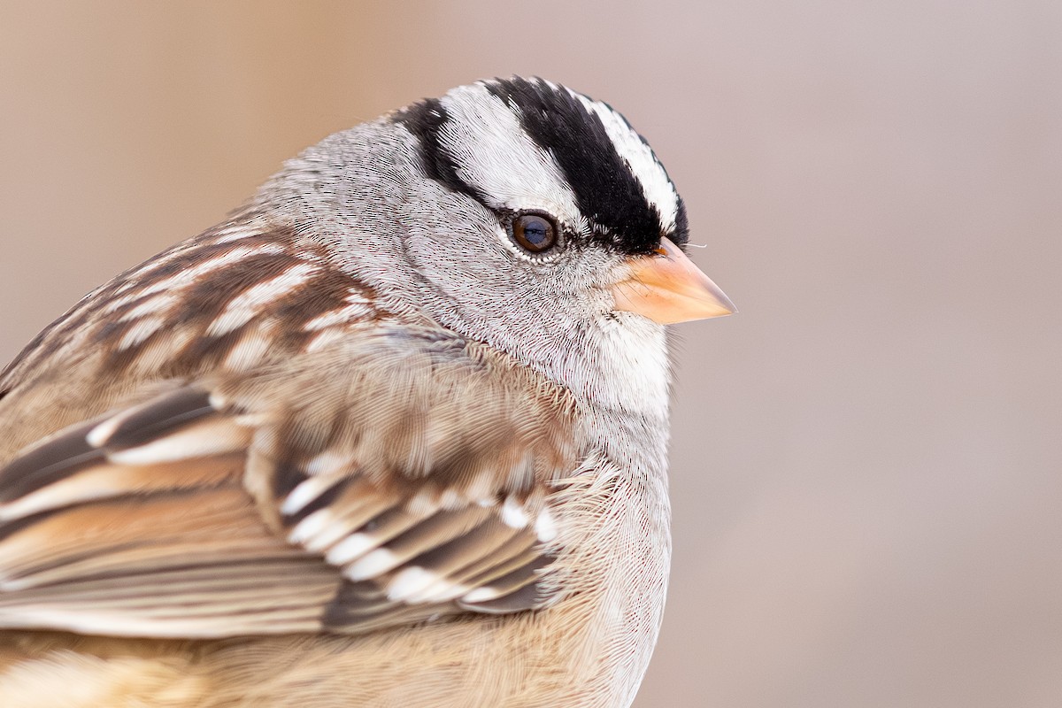 Бруант білобровий - ML646274733