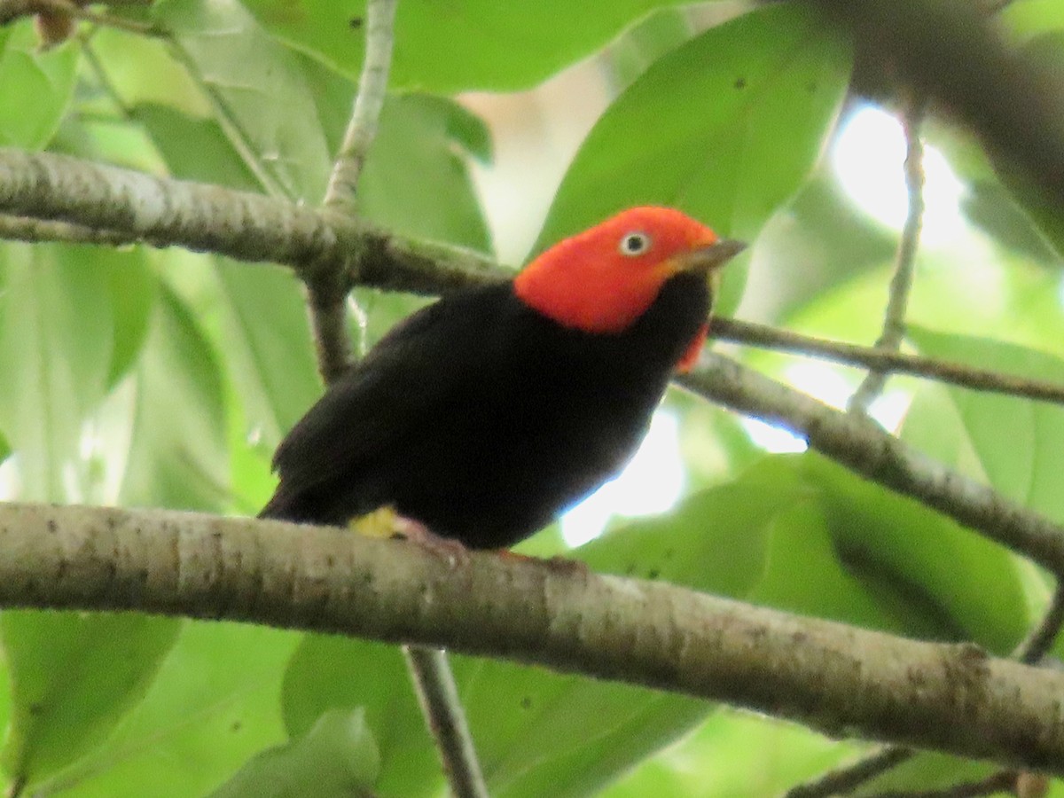 Манакін мексиканський - ML646274734