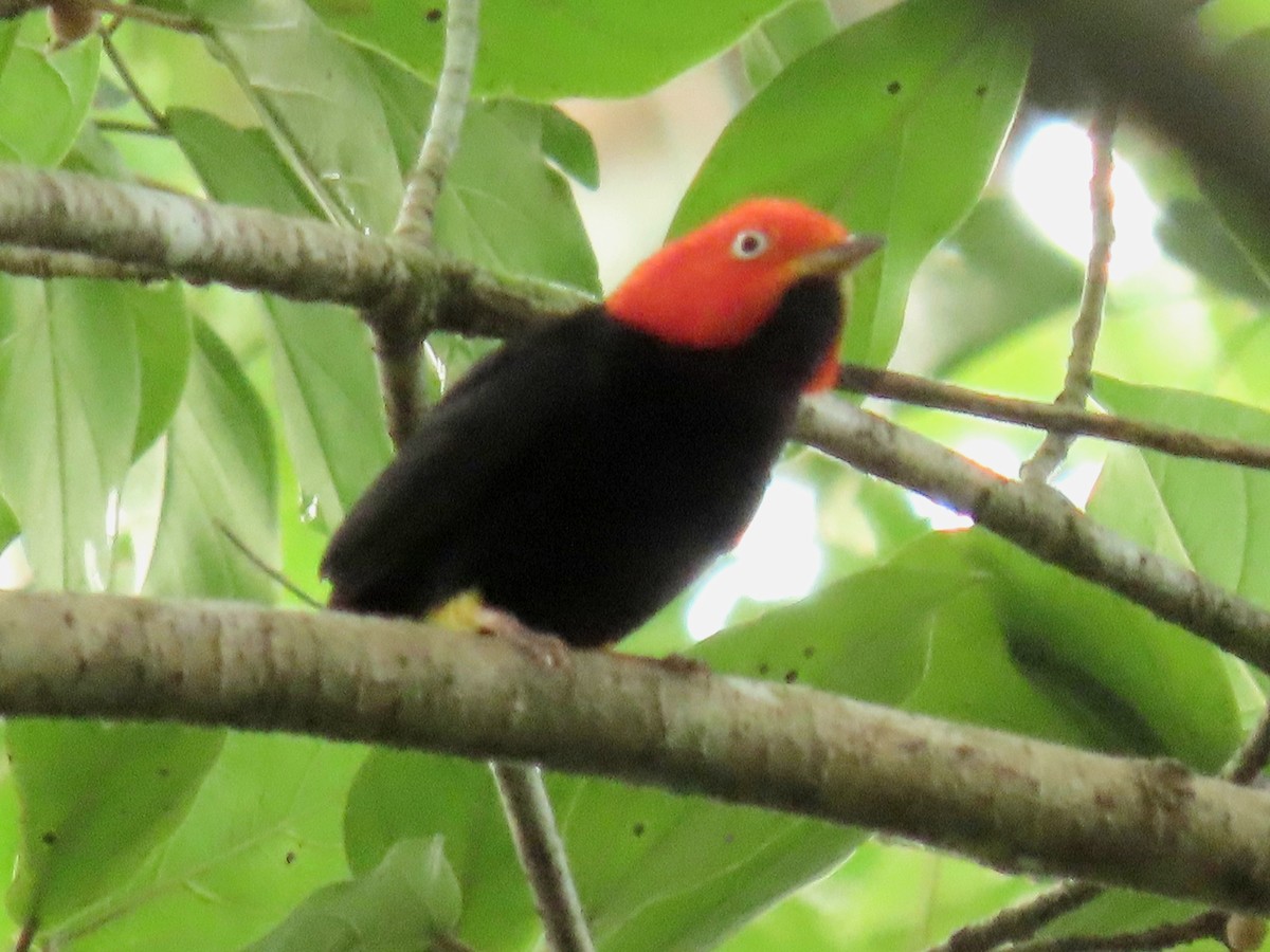 Манакін мексиканський - ML646274735