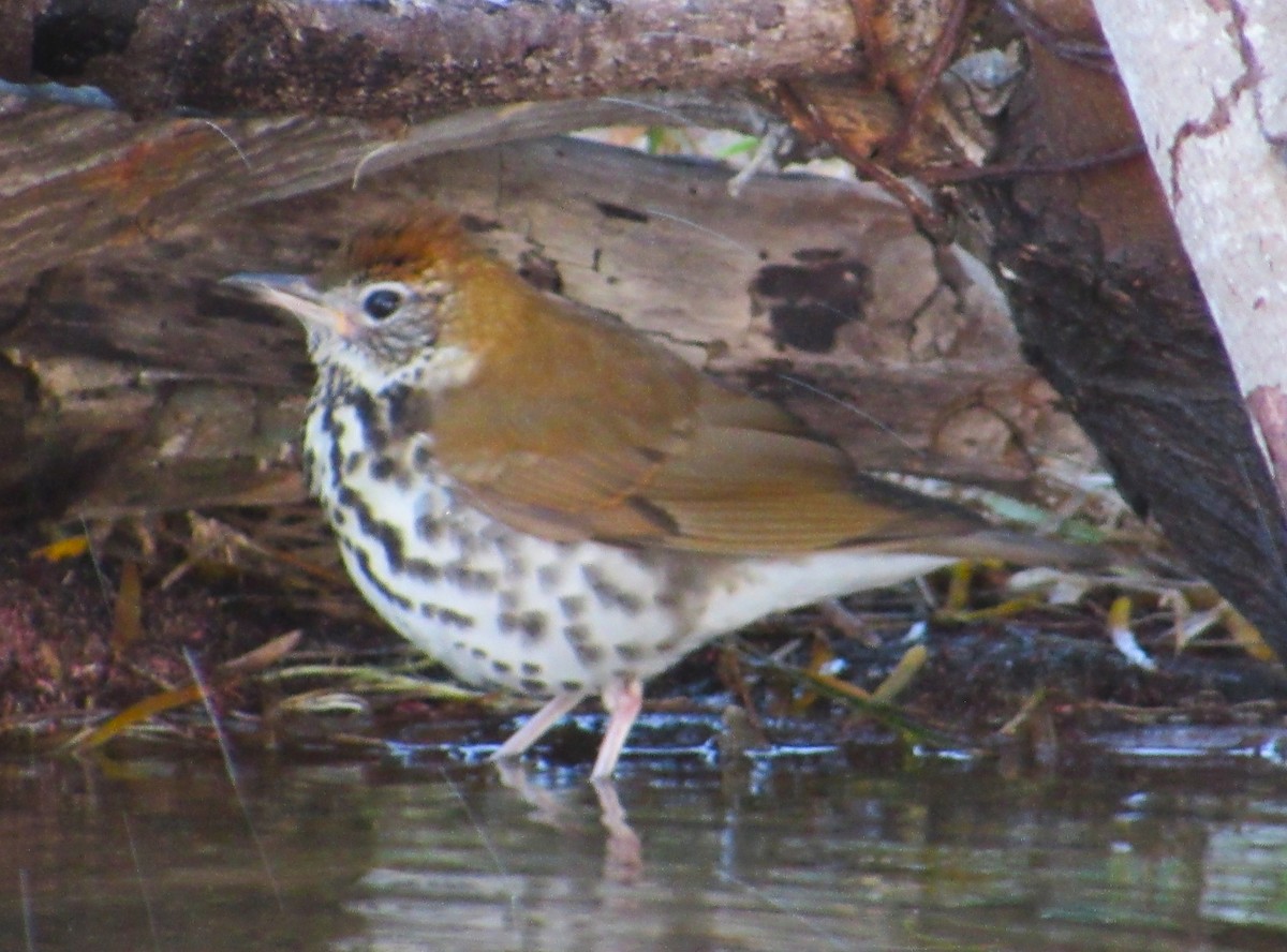 Дрізд лісовий - ML646274737