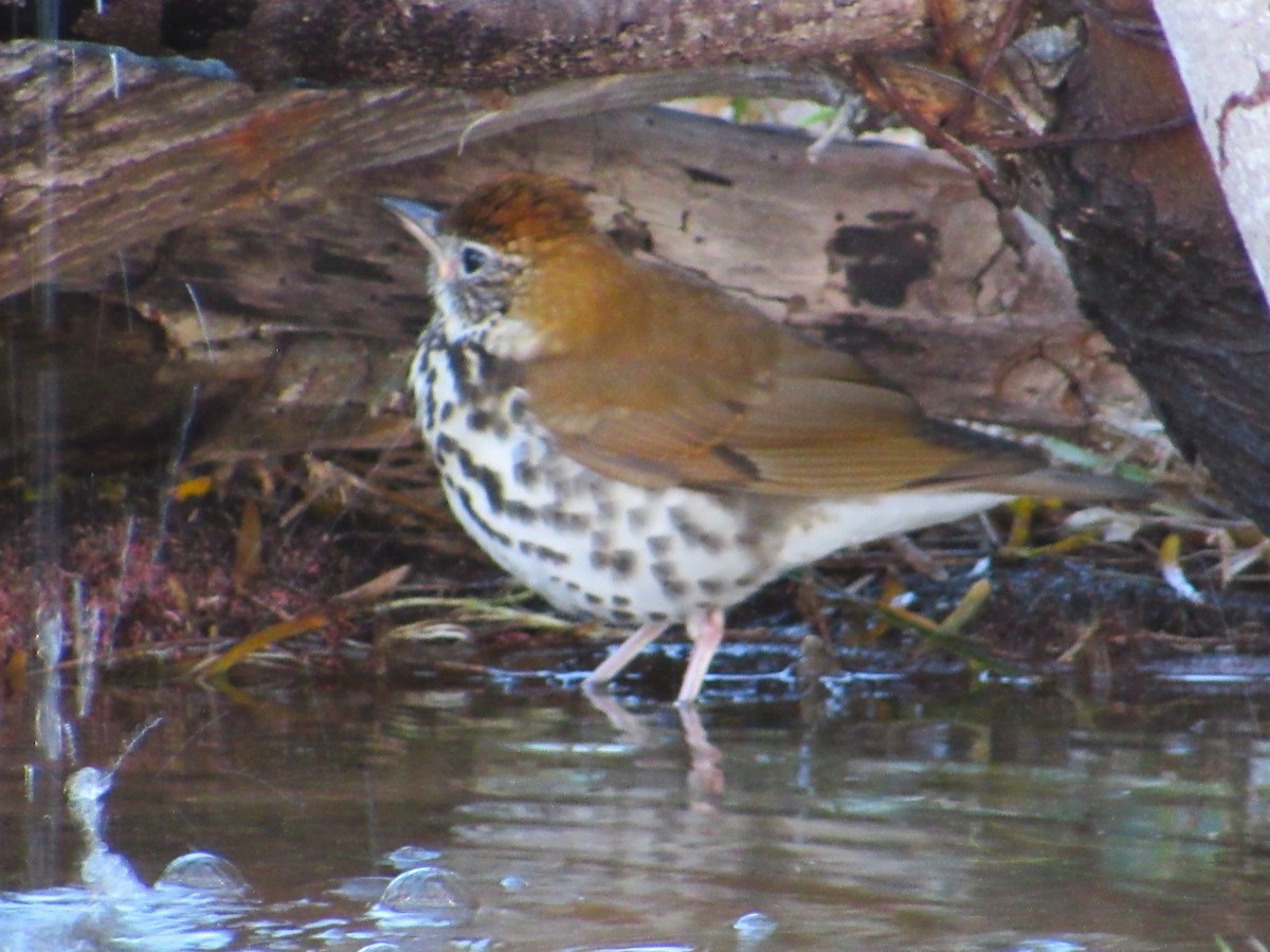 Дрізд лісовий - ML646274738