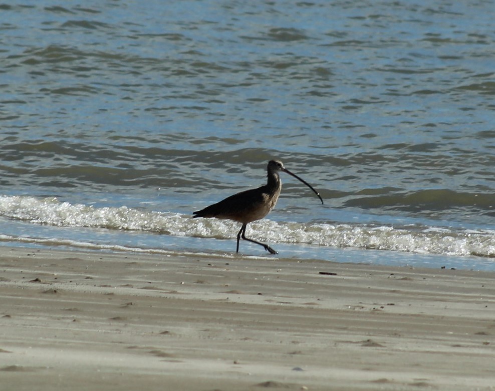 Кульон американський - ML646274741