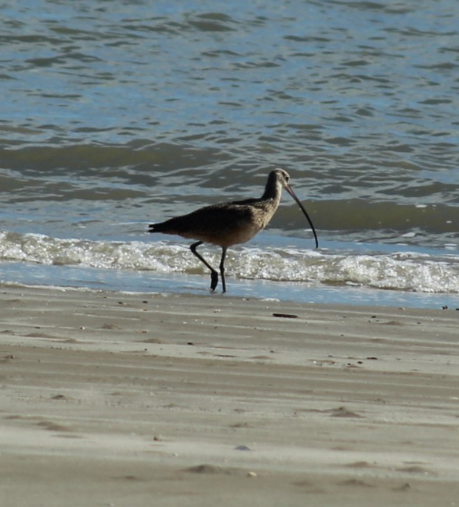 Кульон американський - ML646274742