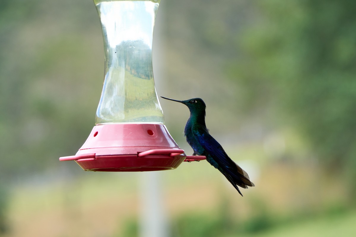 Great Sapphirewing - ML646274743