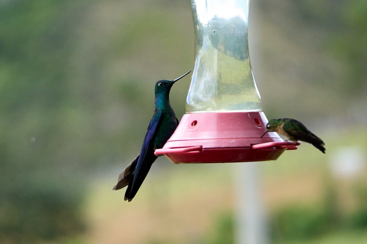 Great Sapphirewing - ML646274746